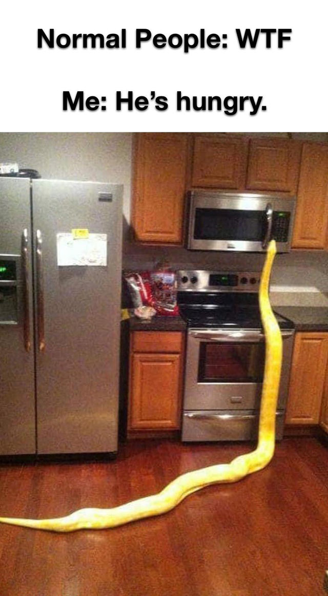 funny memes - python microwave - Normal People Wtf Me He's hungry.