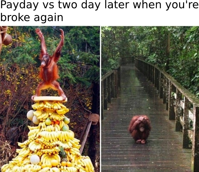 funny memes - sad monkey on bridge - Payday vs two day later when you're broke again