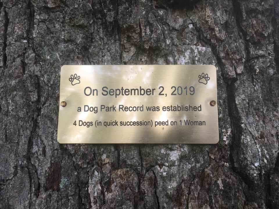 cool and funny pics - a Dog Park Record was established 4 Dogs in quick succession peed on 1 Woman