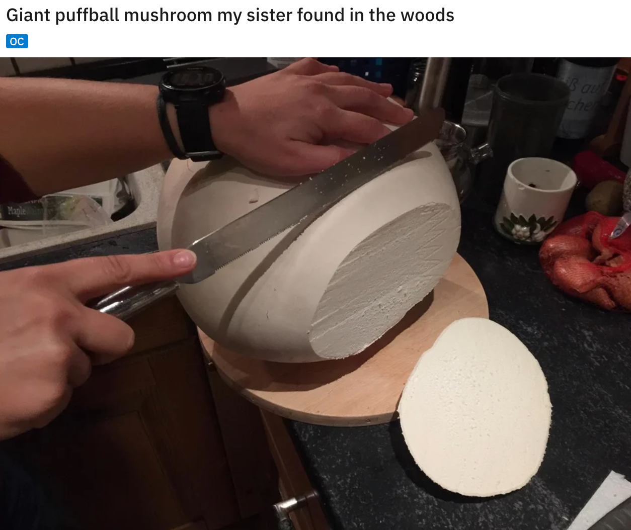 cool and funny pics - Giant puffball mushroom my sister found in the woods
