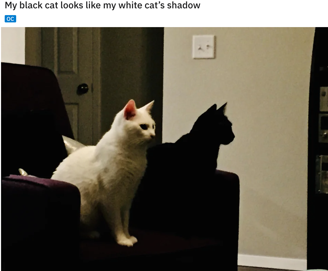 cool and funny pics - My black cat looks my white cat's shadow