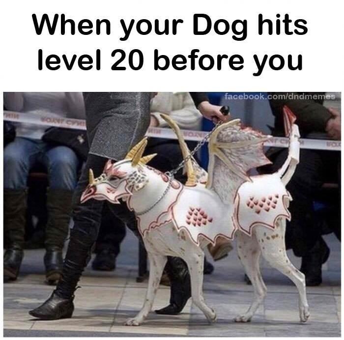 gaming memes - fantasy dog costumes - When your Dog hits level 20 before you facebook.comdndmemes Won Non