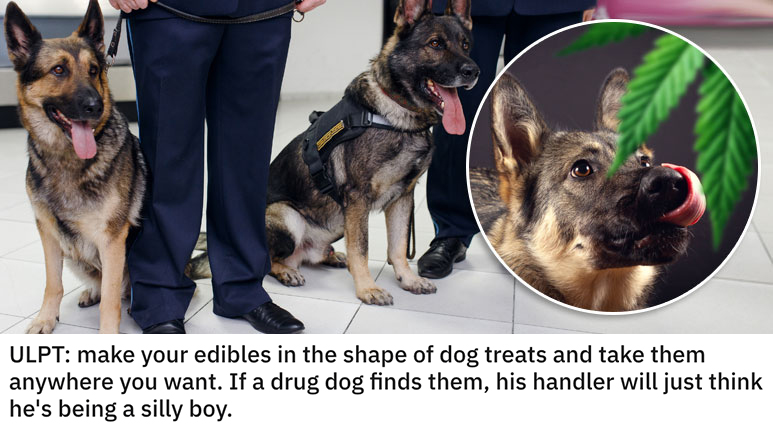 life hacks - make your edibles in the shape of dog treats and take them anywhere you want. If a drug dog finds them, his handler will just think he's being a silly boy.