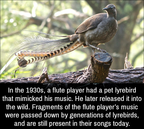 cool facts - In the 1930s, a flute player had a pet lyrebird that mimicked his music. He later released it into the wild. Fragments of the flute player's music were passed down by generations of lyrebirds, and are still present in their songs today.