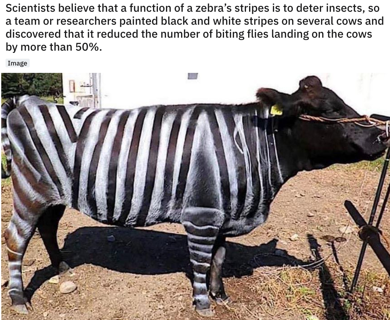 cool facts - Scientists believe that a function of a zebra's stripes is to deter insects, so a team or researchers painted black and white stripes on several cows and discovered that it reduced the number of biting flies landing on the cows by more