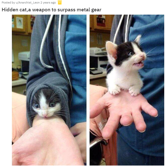 gaming memes - sleeve kitten - Posted by uAnarchist_leon 2 years ago Hidden cat,a weapon to surpass metal gear