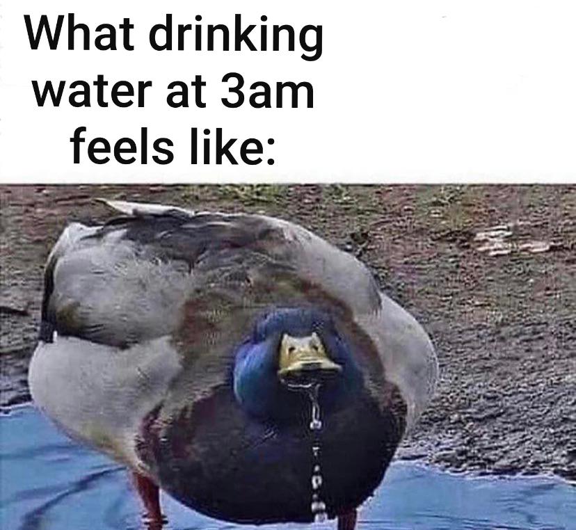 funny memes -- duck memes - What drinking water at 3am feels