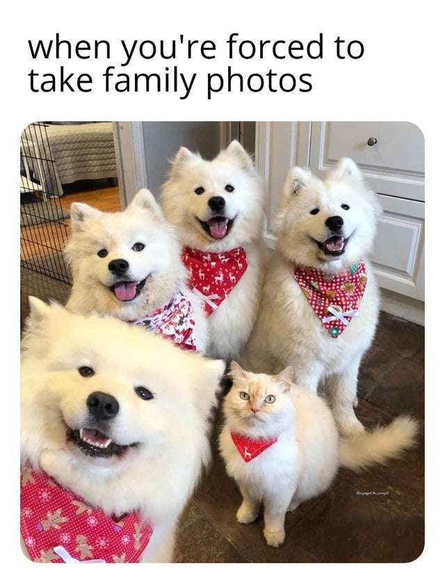 funny memes - among us cute meme - when you're forced to take family photos
