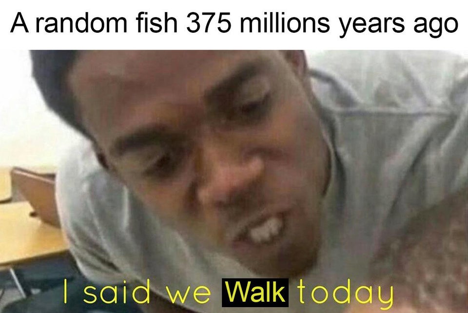 funny memes - A random fish 375 millions years ago I said we Walk today