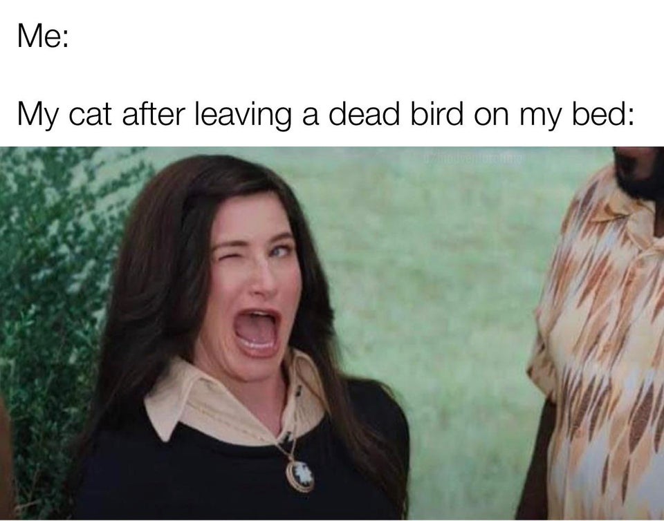 funny memes - agnes wandavision wink - Me My cat after leaving a dead bird on my bed
