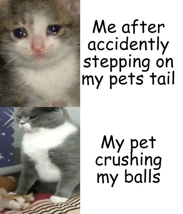 funny memes - Me after accidentally stepping on my pets tail My pet crushing my balls