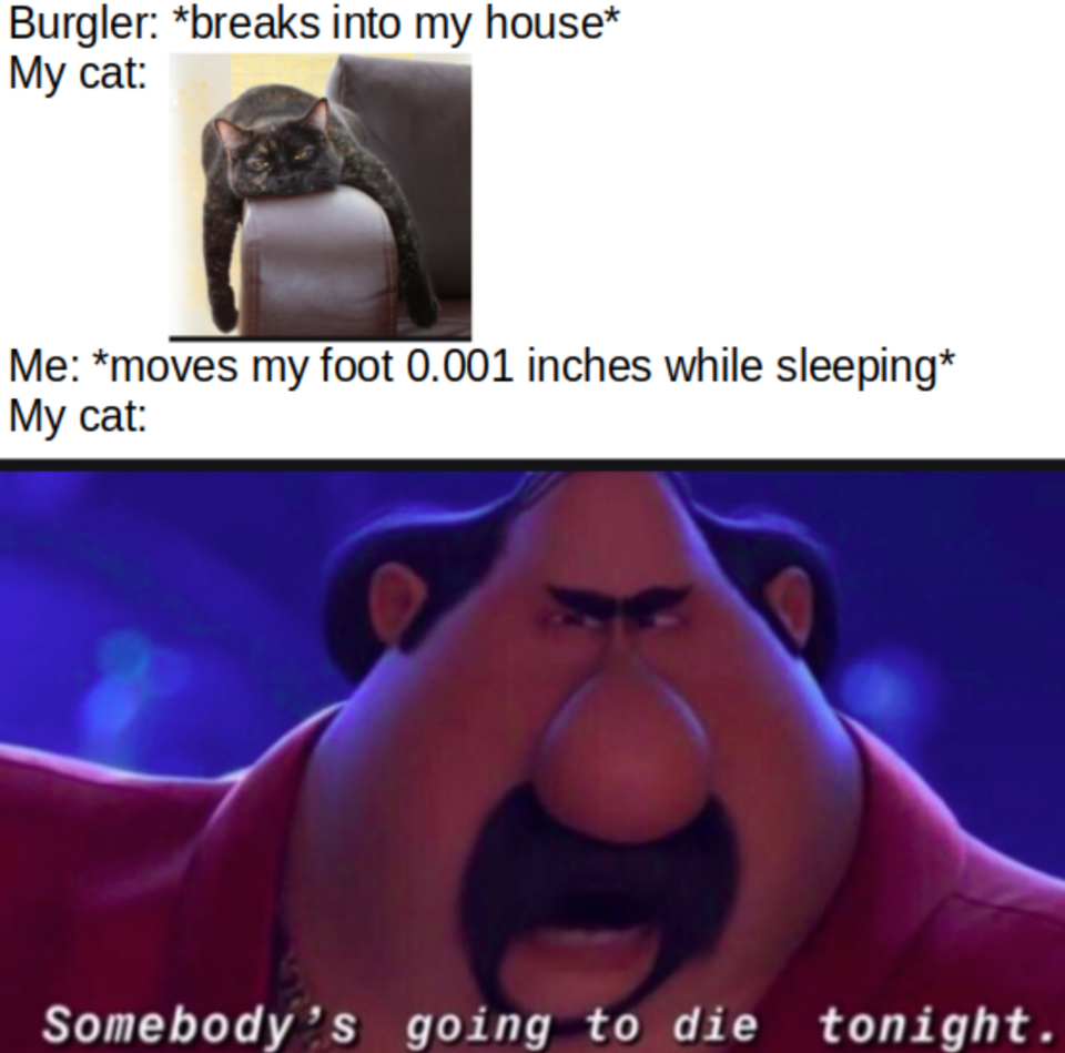 funny memes - Burgler breaks into my house My cat Me moves my foot 0.001 inches while sleeping My cat Somebody's going to die tonight.
