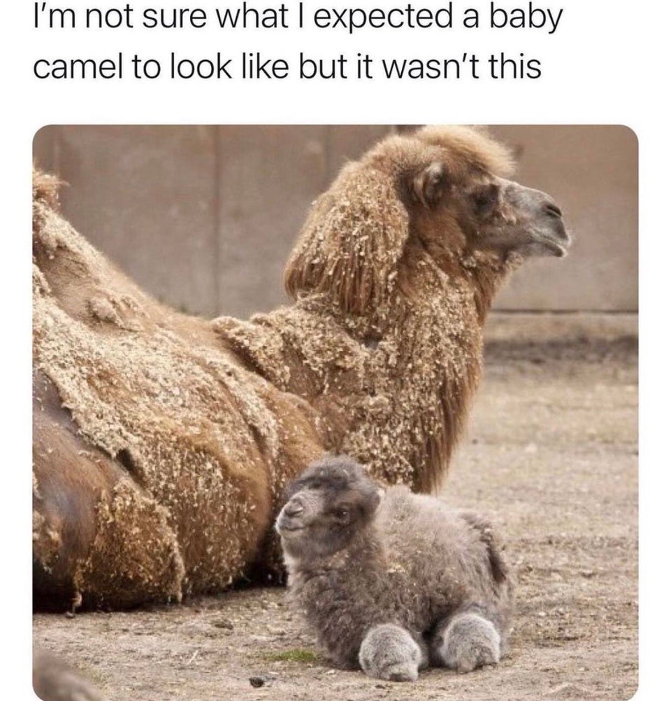 funny memes - cute animal memes - I'm not sure what I expected a baby camel to look but it wasn't this