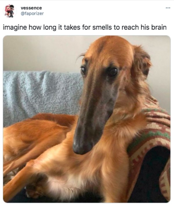 the funniest tweets - long face dog - vessence imagine how long it takes for smells to reach his brain