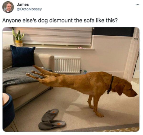the funniest tweets - dog - James Anyone else's dog dismount the sofa this?