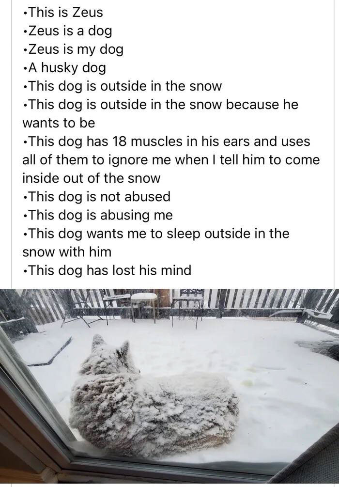 wholesome pics - material - . This is Zeus Zeus is a dog Zeus is my dog A husky dog This dog is outside in the snow This dog is outside in the snow because he wants to be This dog has 18 muscles in his ears and uses all of them to ignore me when I tell hi