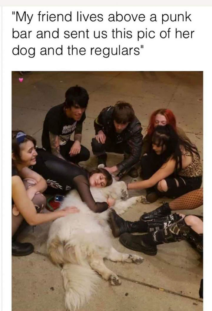 wholesome pics - wholesome punks - "My friend lives above a punk bar and sent us this pic of her dog and the regulars"