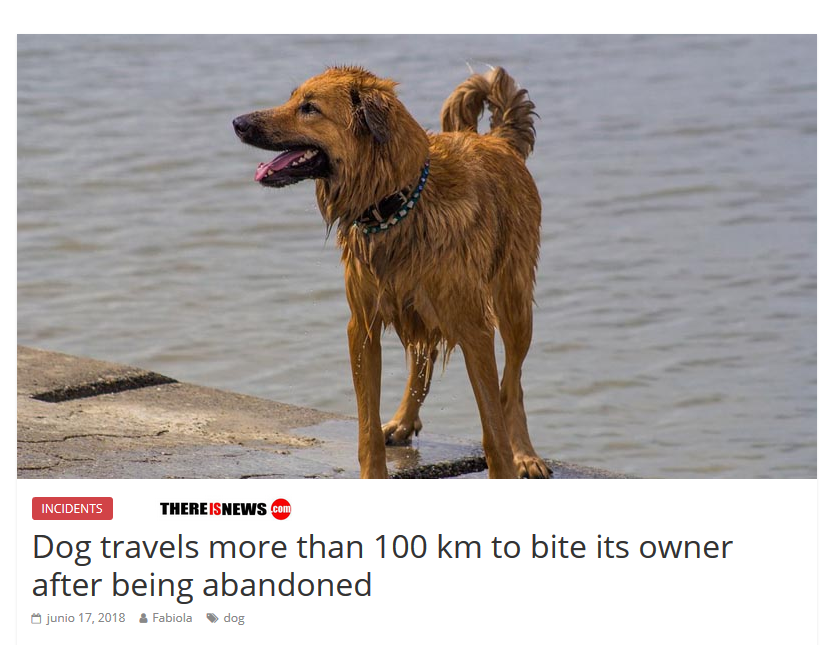 Dog travels more than 100 km to bite its owner after being abandoned