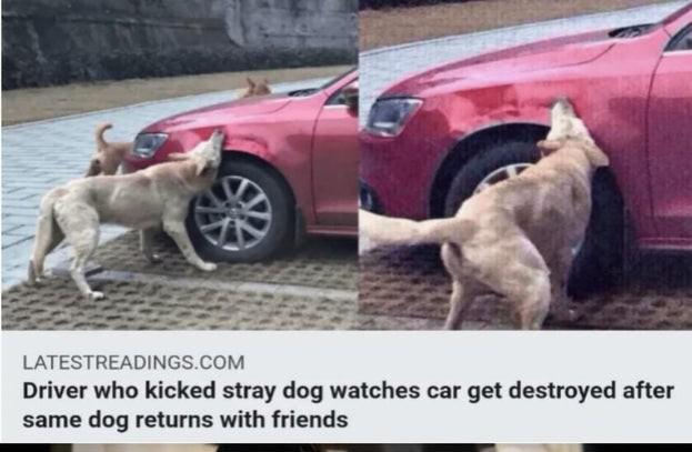 Driver who kicked stray dog watches car get destroyed after same dog returns with friends