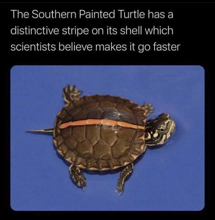 funny pics - The Southern Painted Turtle has a distinctive stripe on its shell which scientists believe makes it go faster