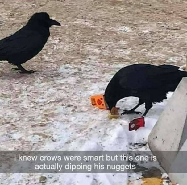awesome pics - funny bird memes - I knew crows were smart but this one is actually dipping his nuggets