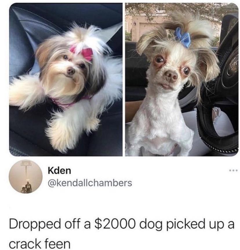 awesome pics and funny memes - count your days petsmart twitter - Kden Dropped off a $2000 dog picked up a crack feen