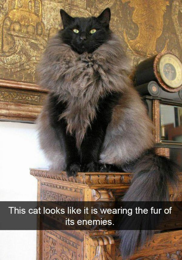 awesome pics and funny memes - cat that looks like it's wearing a fur coat - This cat looks it is wearing the fur of its enemies.