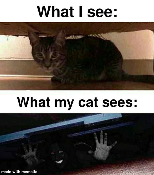 funny memes - What I see What my cat sees