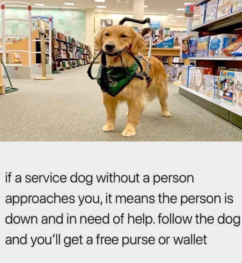 funny dumb life hacks - if a service dog without a person approaches you, it means the person is down and in need of help. the dog and you'll get a free purse or wallet