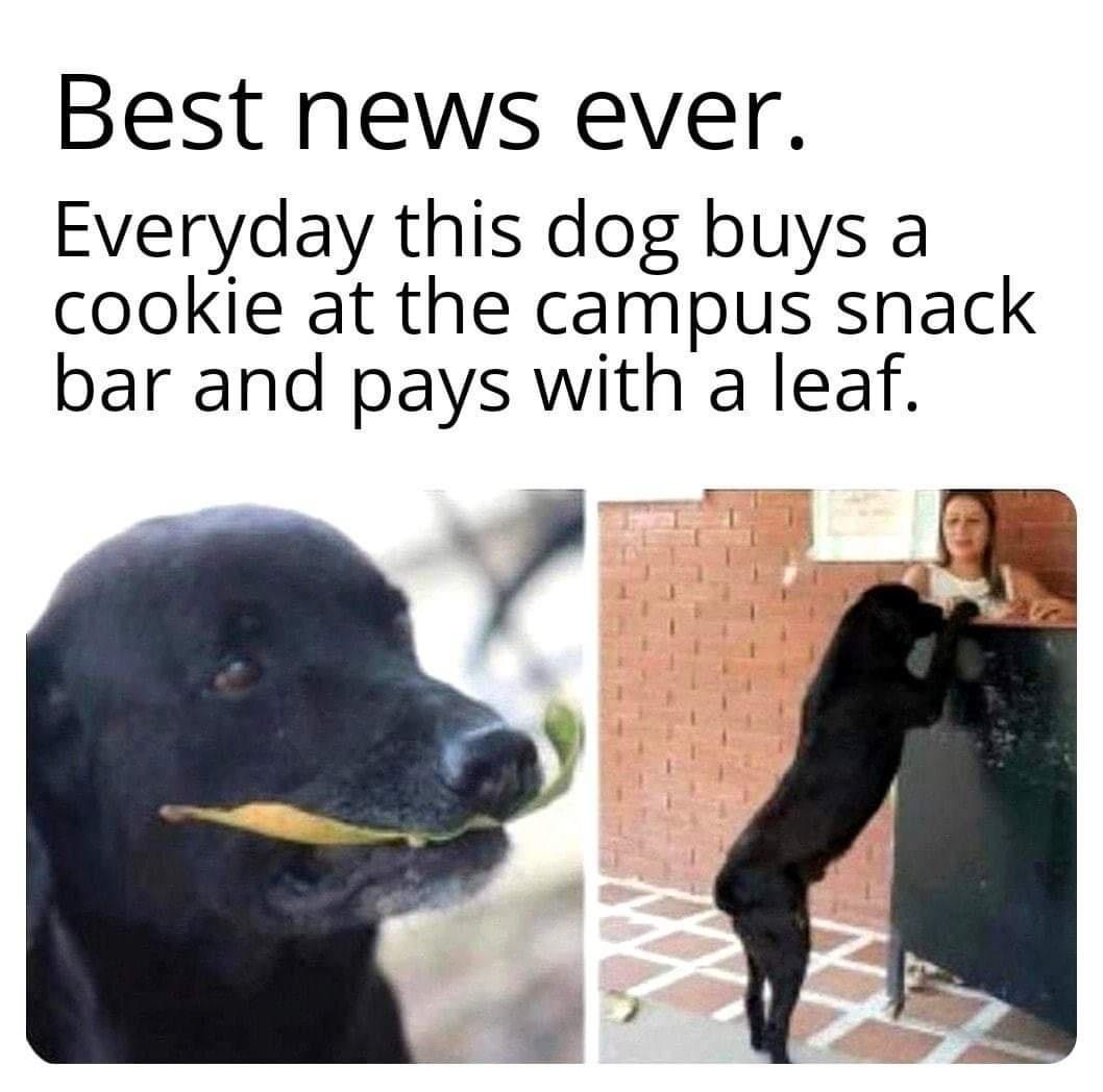 dog buys a cookie at the bar every day and pays with a leaf - Best news ever. Everyday this dog buys a cookie at the campus snack bar and pays with a leaf. Nx
