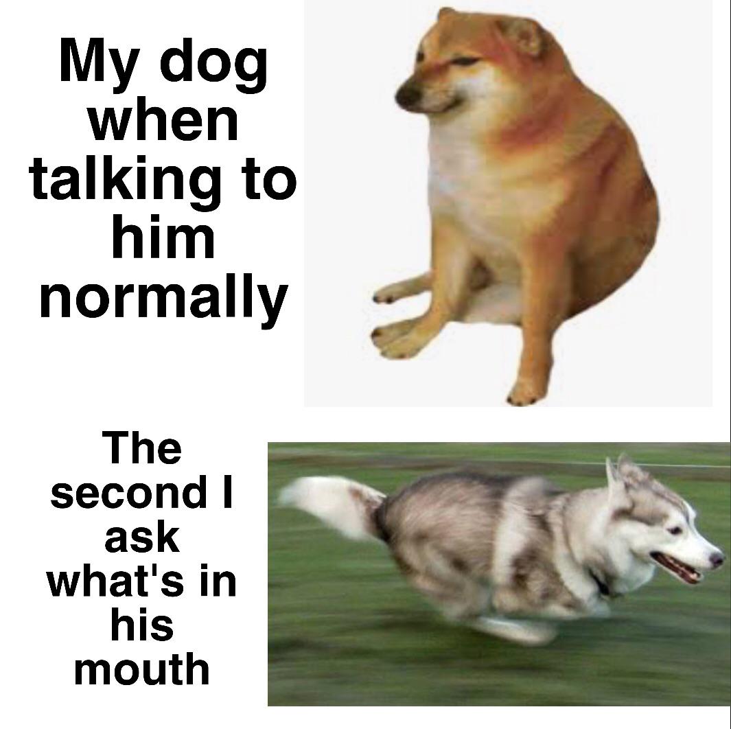funny memes - doge muscle - My dog when talking to him normally The second i ask what's in his mouth