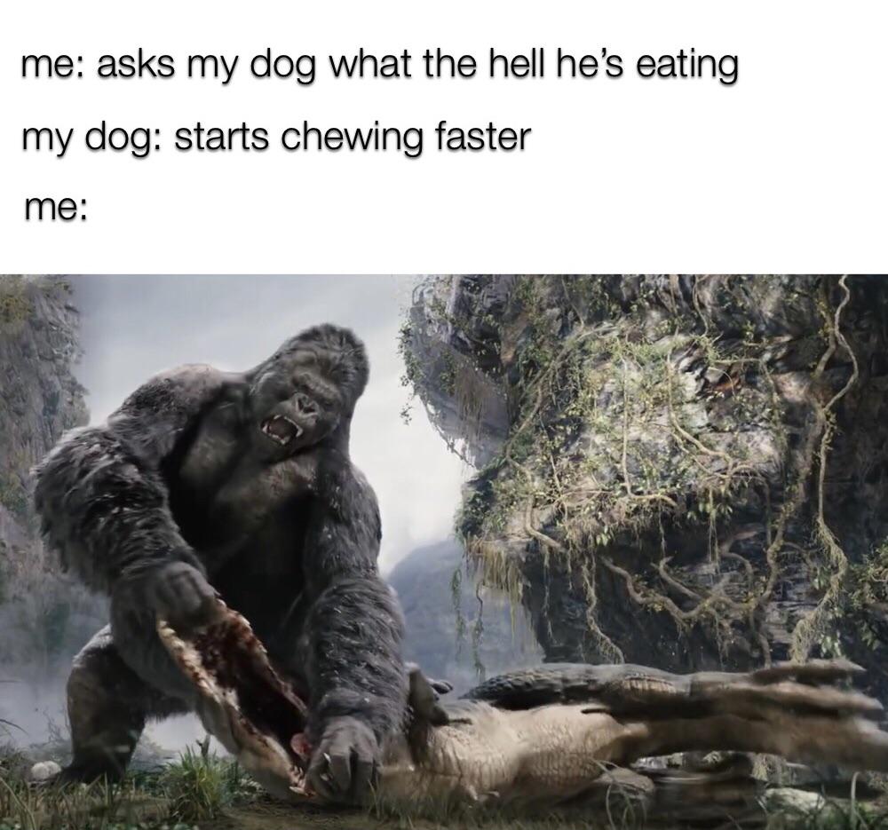 funny memes - me asks my dog what the hell he's eating my dog starts chewing faster me