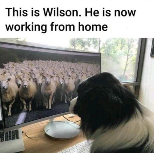 funny memes - This is Wilson. He is now working from home