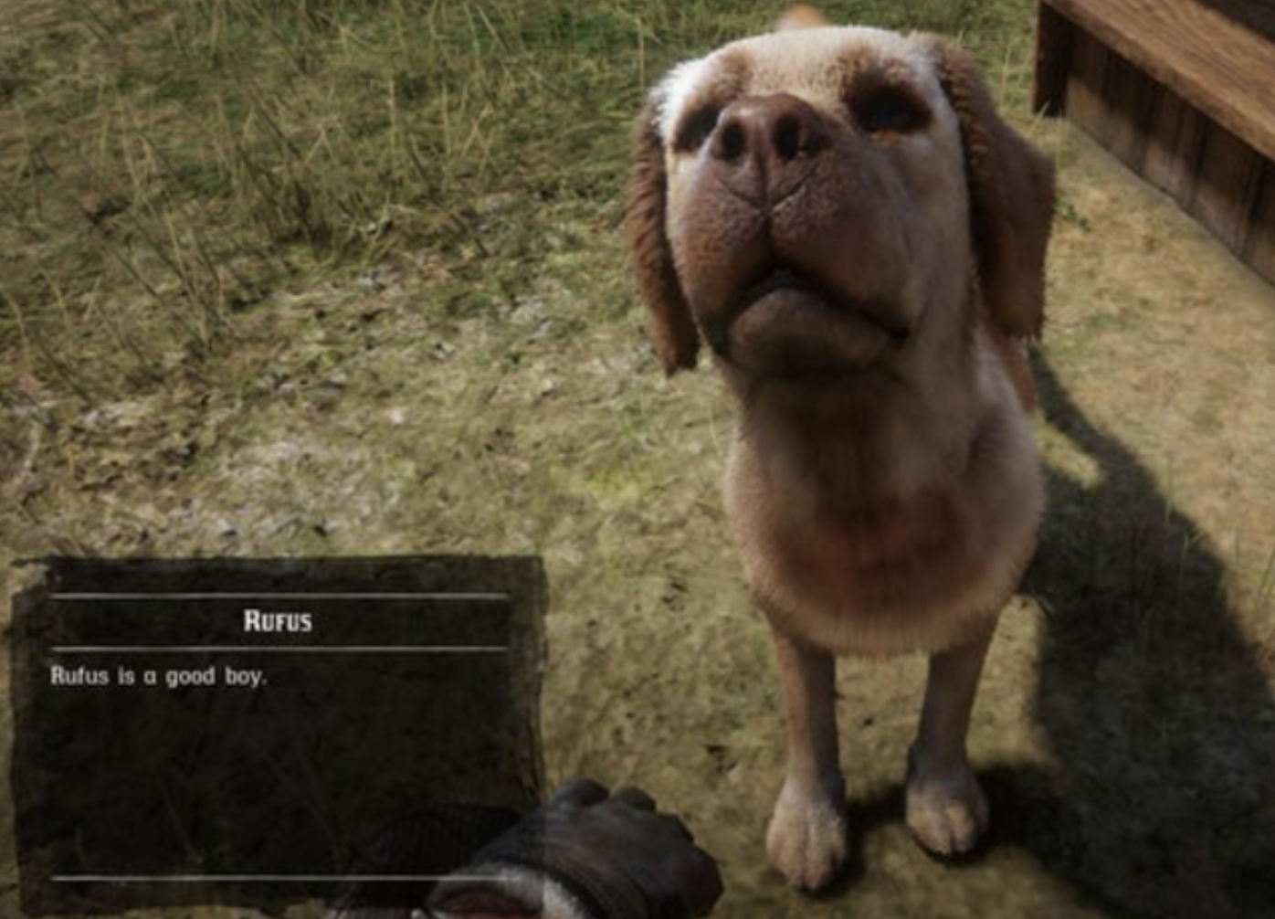 dog - Rufus Rutus is a good boy.