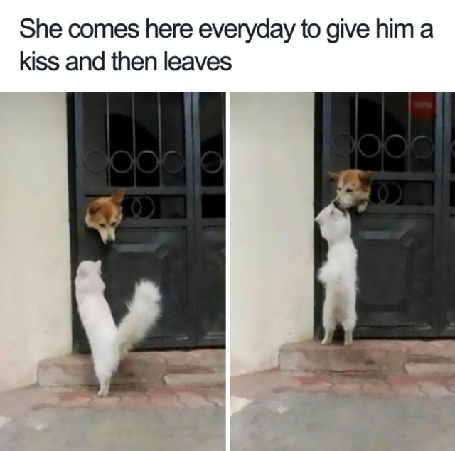 smiling animal memes - She comes here everyday to give him a kiss and then leaves oooo bo