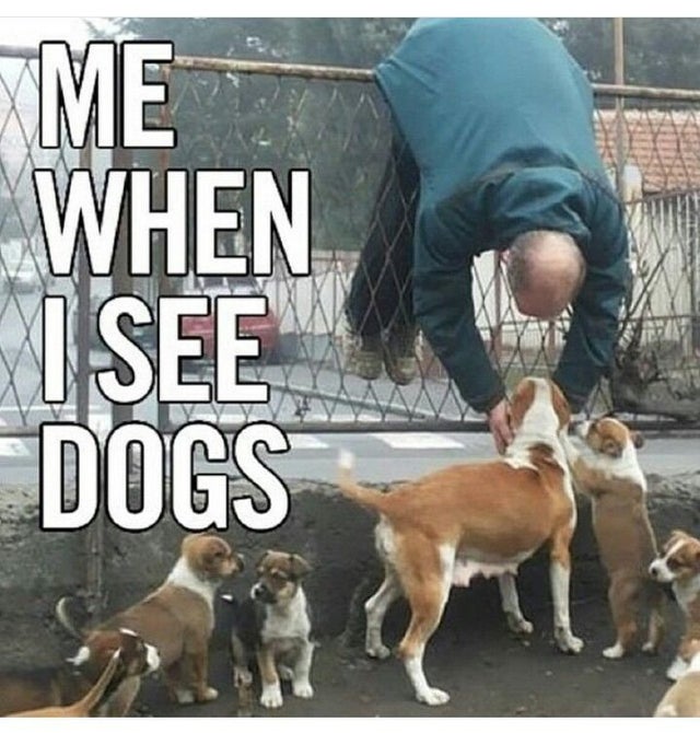 me when i see dogs - Me When I See Dogs