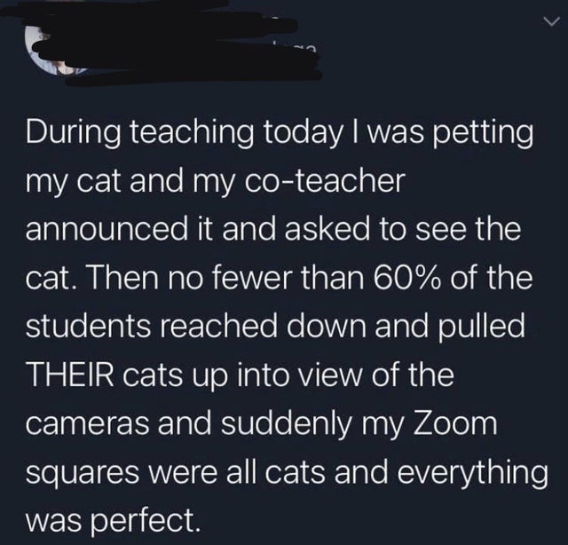 atmosphere - During teaching today I was petting my cat and my coteacher announced it and asked to see the cat. Then no fewer than 60% of the students reached down and pulled Their cats up into view of the cameras and suddenly my Zoom squares were all cat