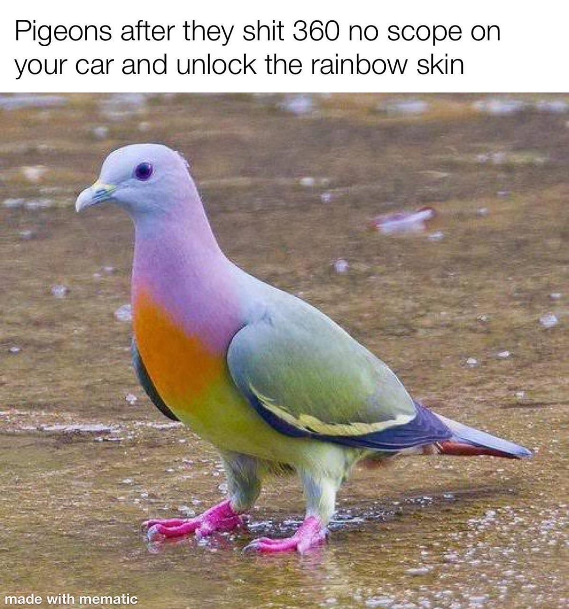 funny gaming memes - most beautiful bird - Pigeons after they shit 360 no scope on your car and unlock the rainbow skin made with mematic
