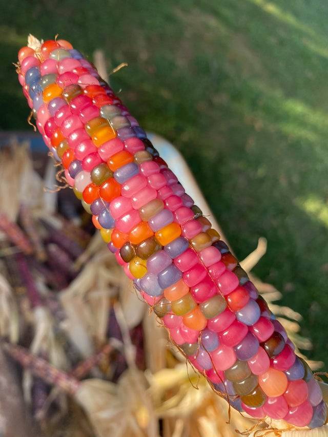 cool random pics - calico corn