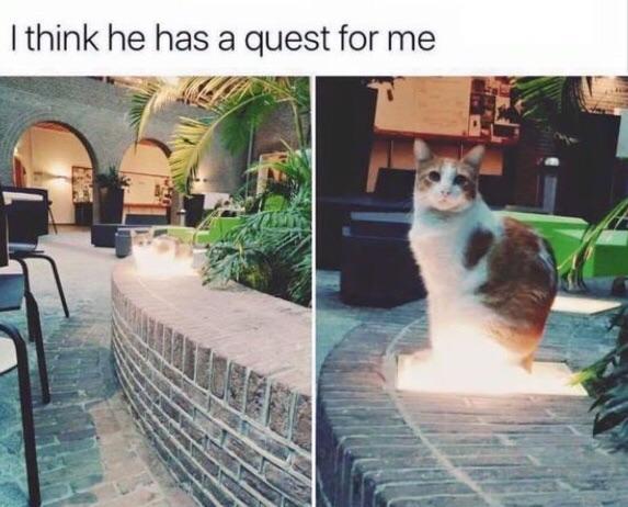 funny gaming memes  -  cat has a quest for you - I think he has a quest for me