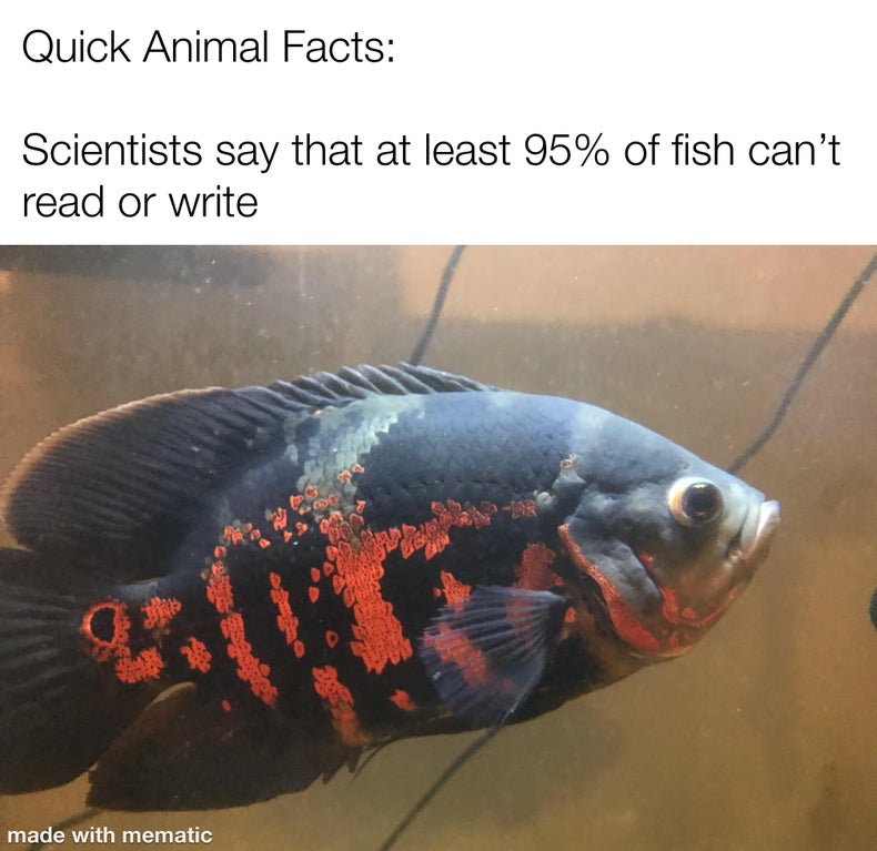 funny memes and random pics - fauna - Quick Animal Facts Scientists say that at least 95% of fish can't read or write made with mematic