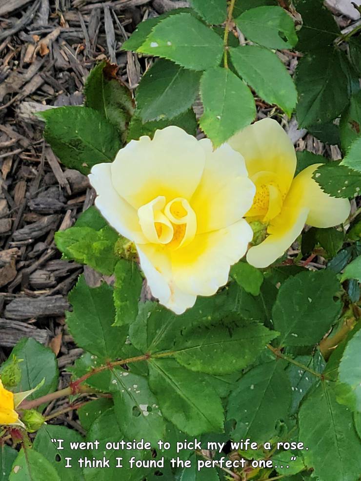 cool pics - floribunda - "I went outside to pick my wife a rose. I think I found the perfect one...