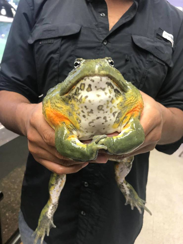 cool pics - enormous frog