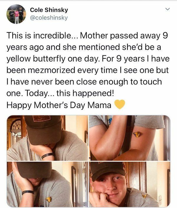 wholesome-posts cute meme stories - Cole Shinsky This is incredible... Mother passed away 9 years ago and she mentioned she'd be a yellow butterfly one day. For 9 years I have been mezmorized every time I see one but I have never been close enough to touc