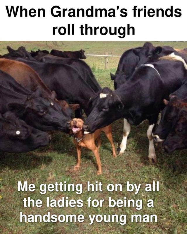 wholesome-posts fluffy cows - When Grandma's friends roll through Me getting hit on by all the ladies for being a handsome young man