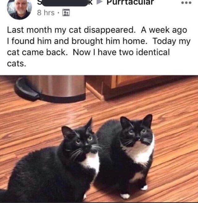 wholesome-posts among us cat meme - Purrtacular 8 hrs. Last month my cat disappeared. A week ago I found him and brought him home. Today my cat came back. Now I have two identical cats.