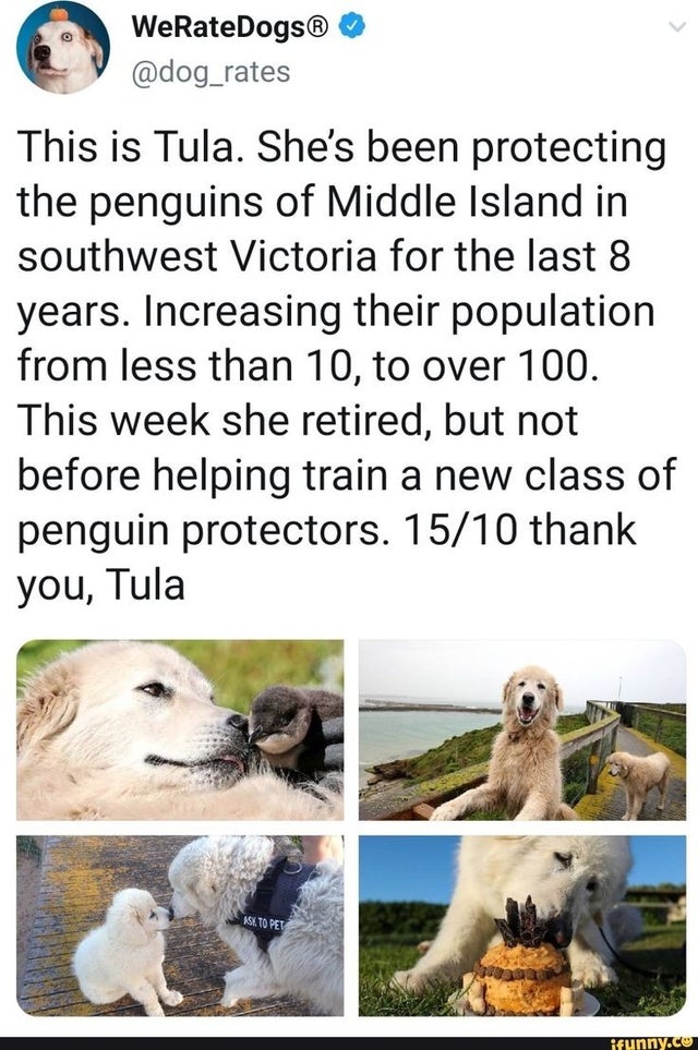 wholesome-posts fauna - WeRateDogs This is Tula. She's been protecting the penguins of Middle Island in southwest Victoria for the last 8 years. Increasing their population from less than 10, to over 100. This week she retired, but not before helping trai