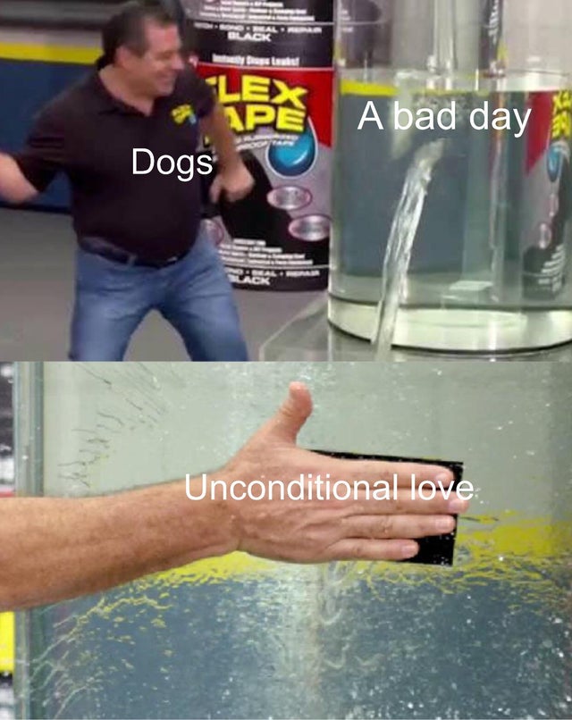 wholesome memes - twt memes - Black "Lex A bad day Ape Dogs Unconditional love