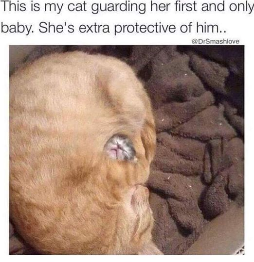 wholesome memes - cat mom meme - This is my cat guarding her first and only baby. She's extra protective of him..