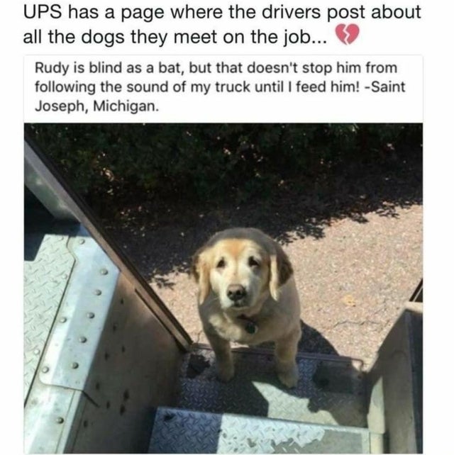 wholesome memes - r animalsbeingbros - Ups has a page where the drivers post about all the dogs they meet on the job... Rudy is blind as a bat, but that doesn't stop him from ing the sound of my truck until I feed him! Saint Joseph, Michigan.